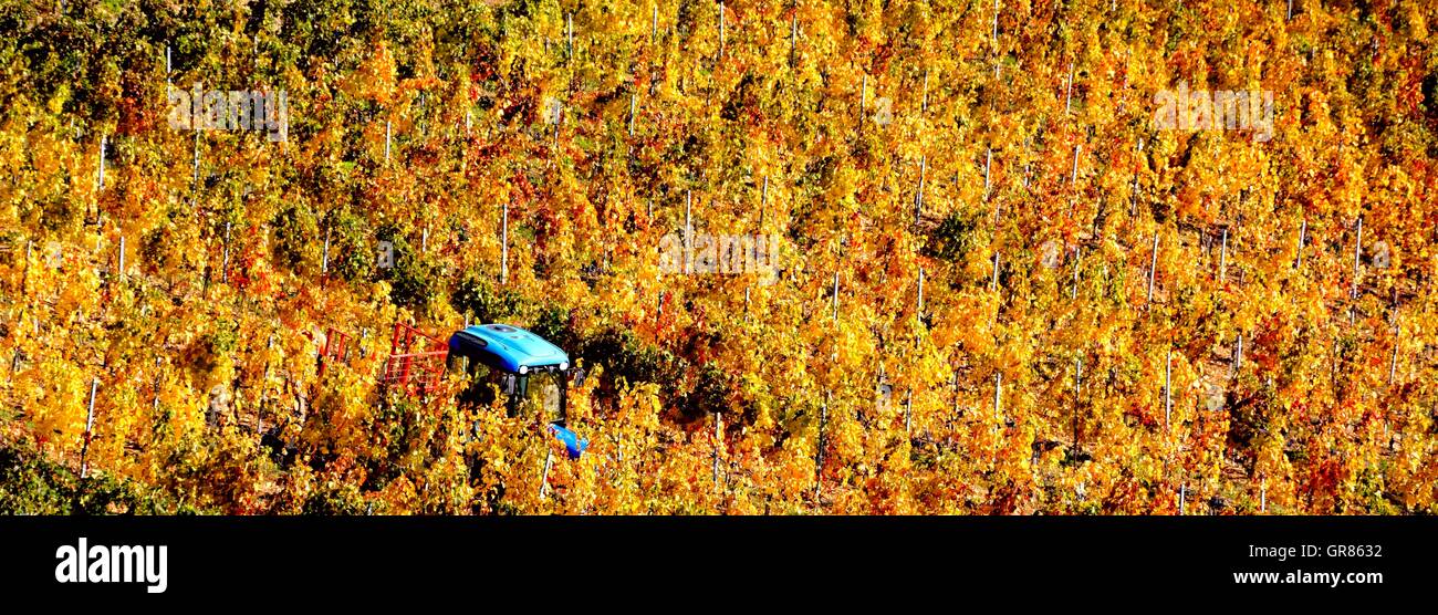Herbst-Stimmung im Weinberg von Villány, Ungarn Stockfoto