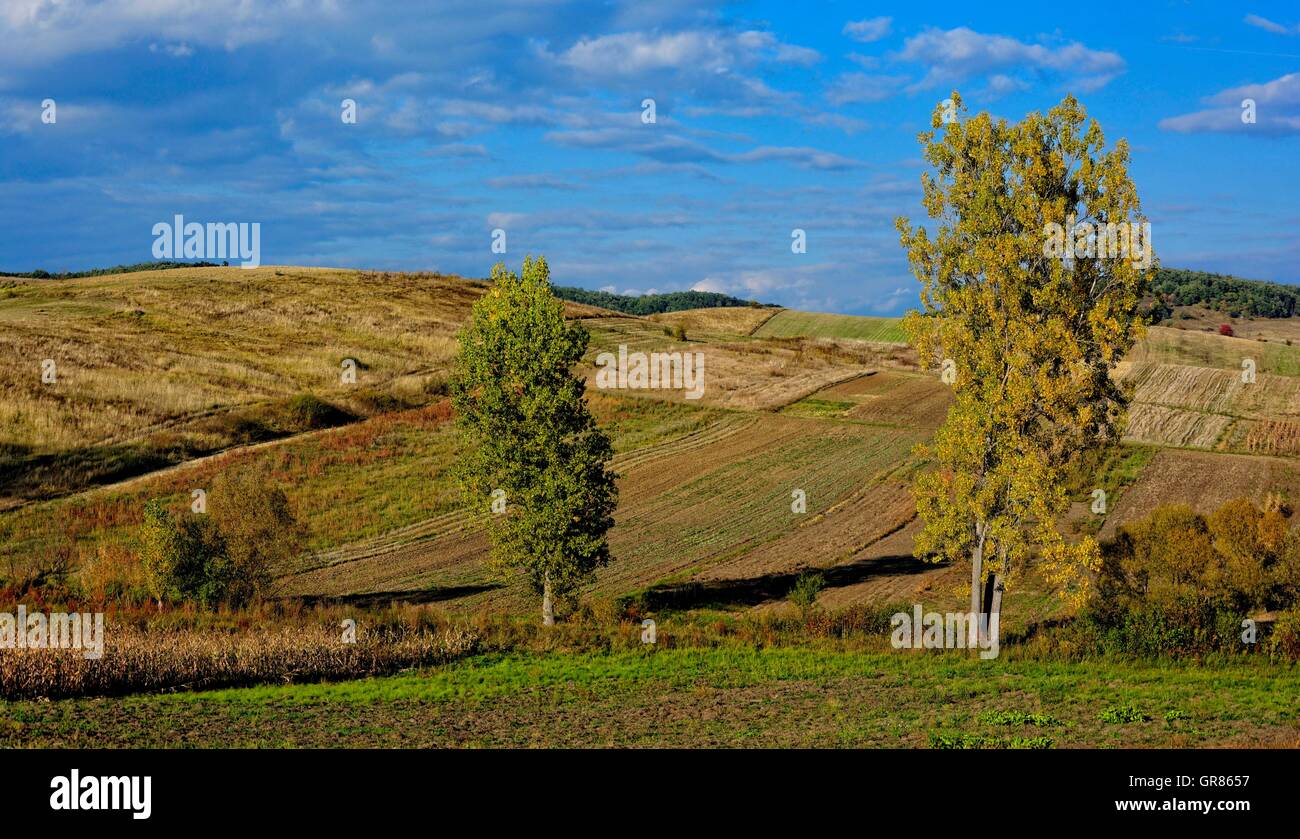 Landschaft mit zwei Bäumen Stockfoto