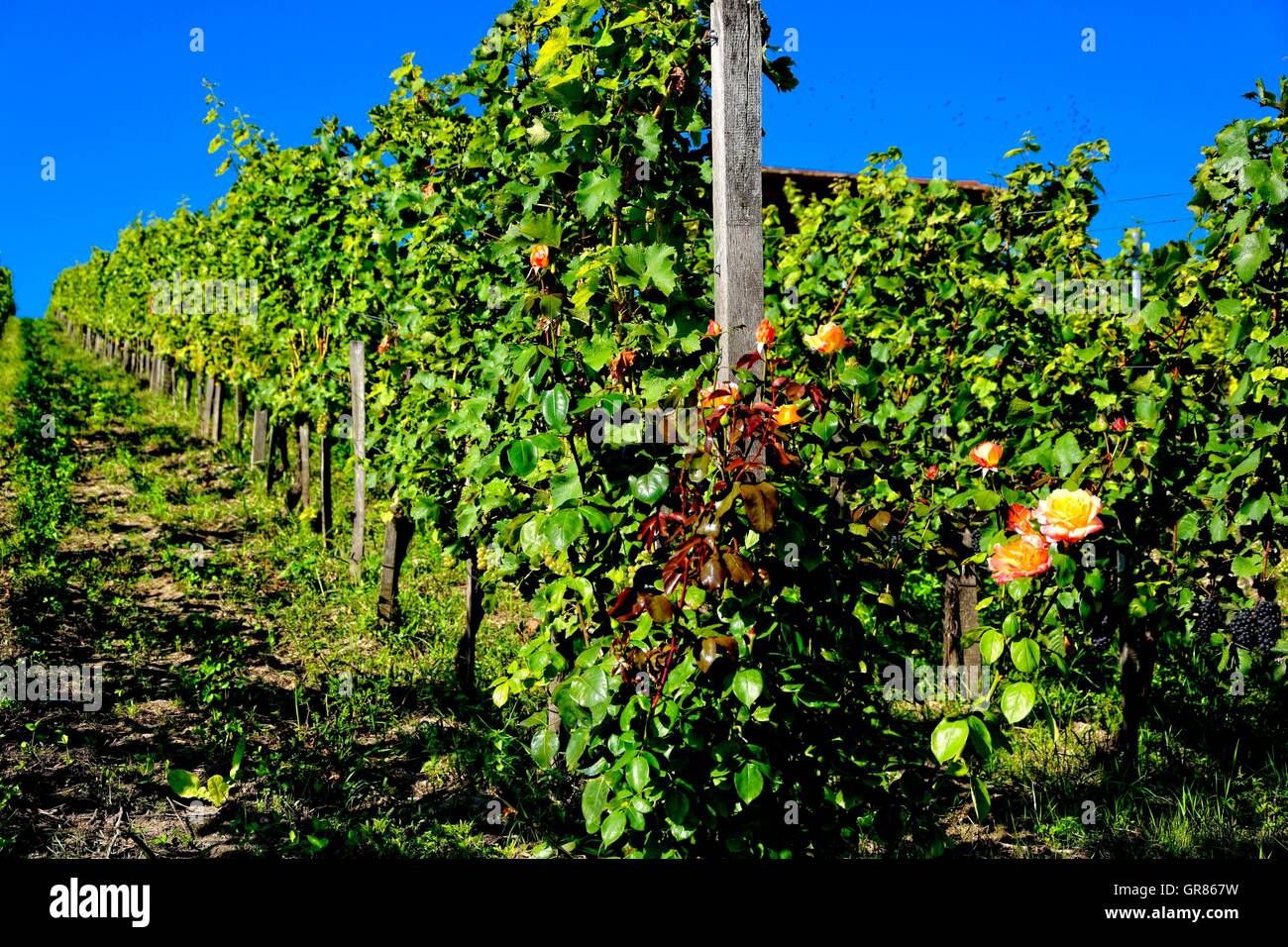 Weinberge Sauvignon Blanc Trauben und Othello mit roten Rosen Stockfoto