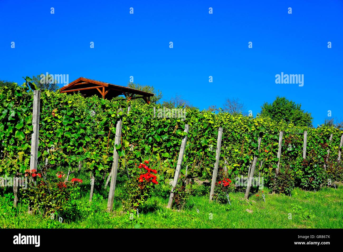 Sauvignon Blanc Wein-Region Verkostung Kabine mit roten Rosen Stockfoto