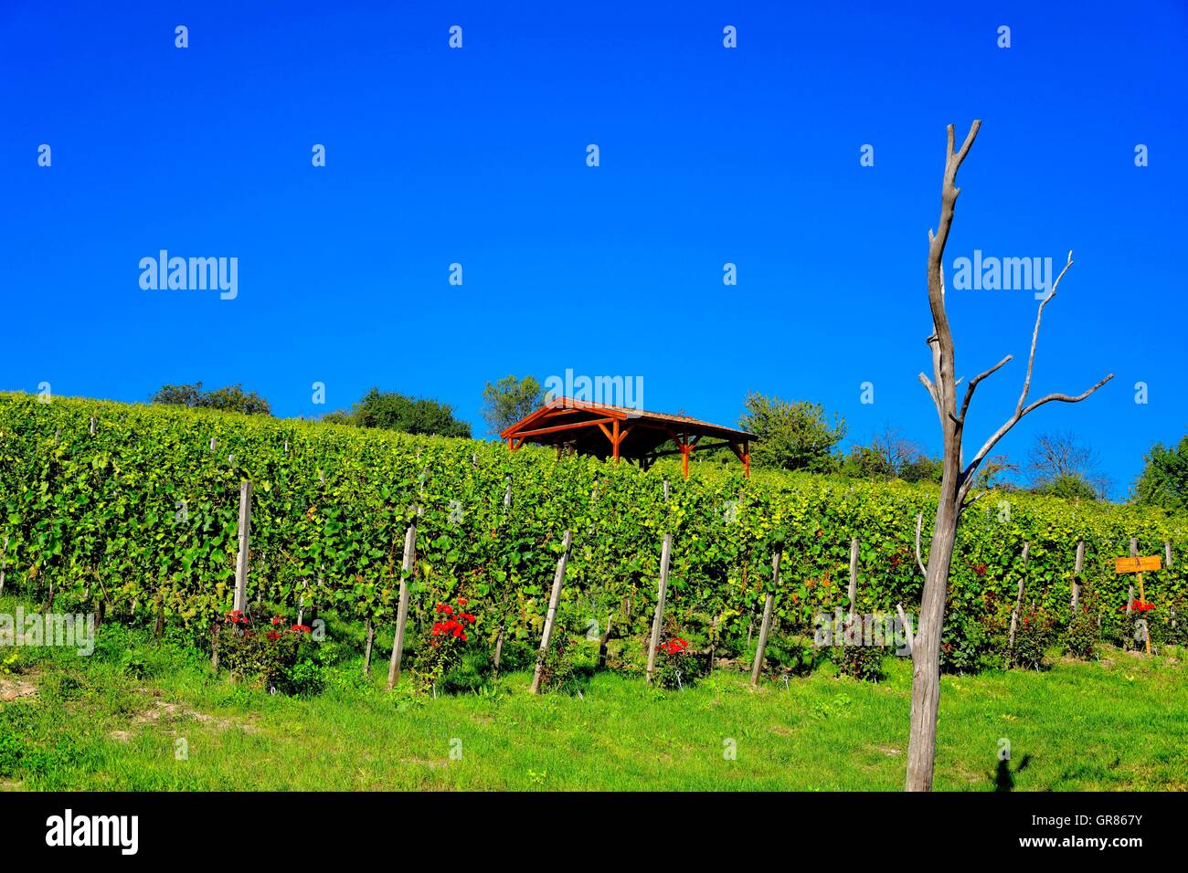 Sauvignon Blanc Wein-Region mit roten Rosen Verkostung Hütte Stockfoto