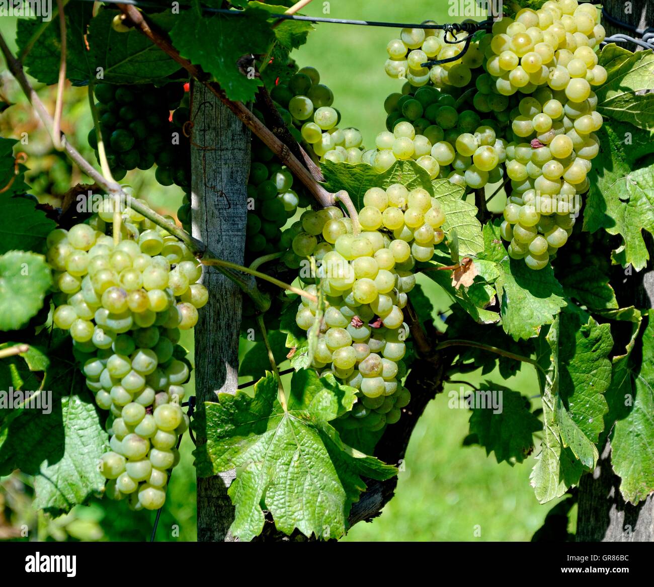 Sauvignon Blanc, Blanc Fumé, Sauvignon Jaune, Vitis Vinifera Subspecies Vinifera Traube Stockfoto