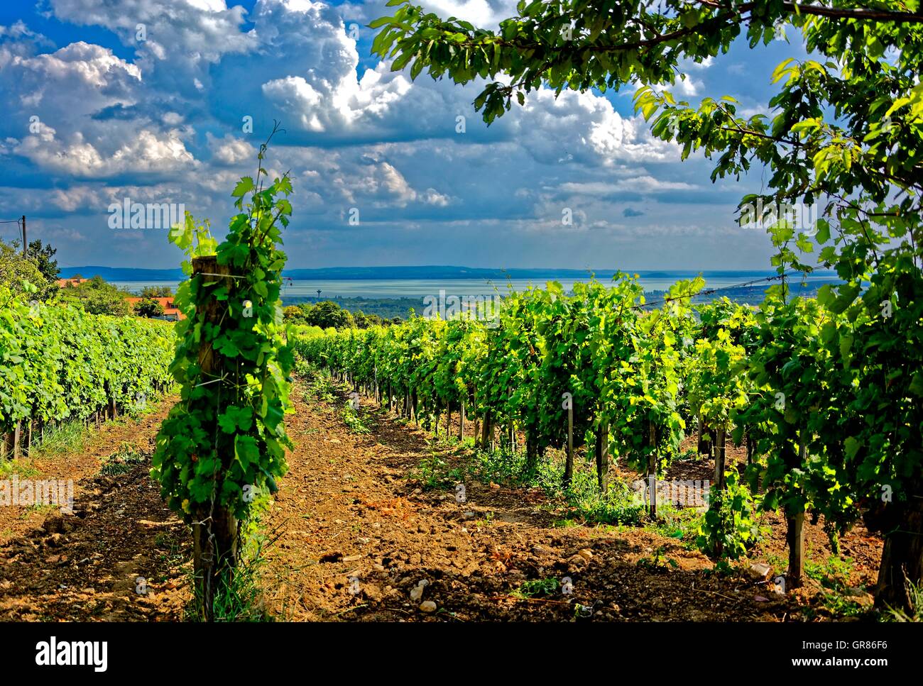Wein-Region Plattensee Stockfoto