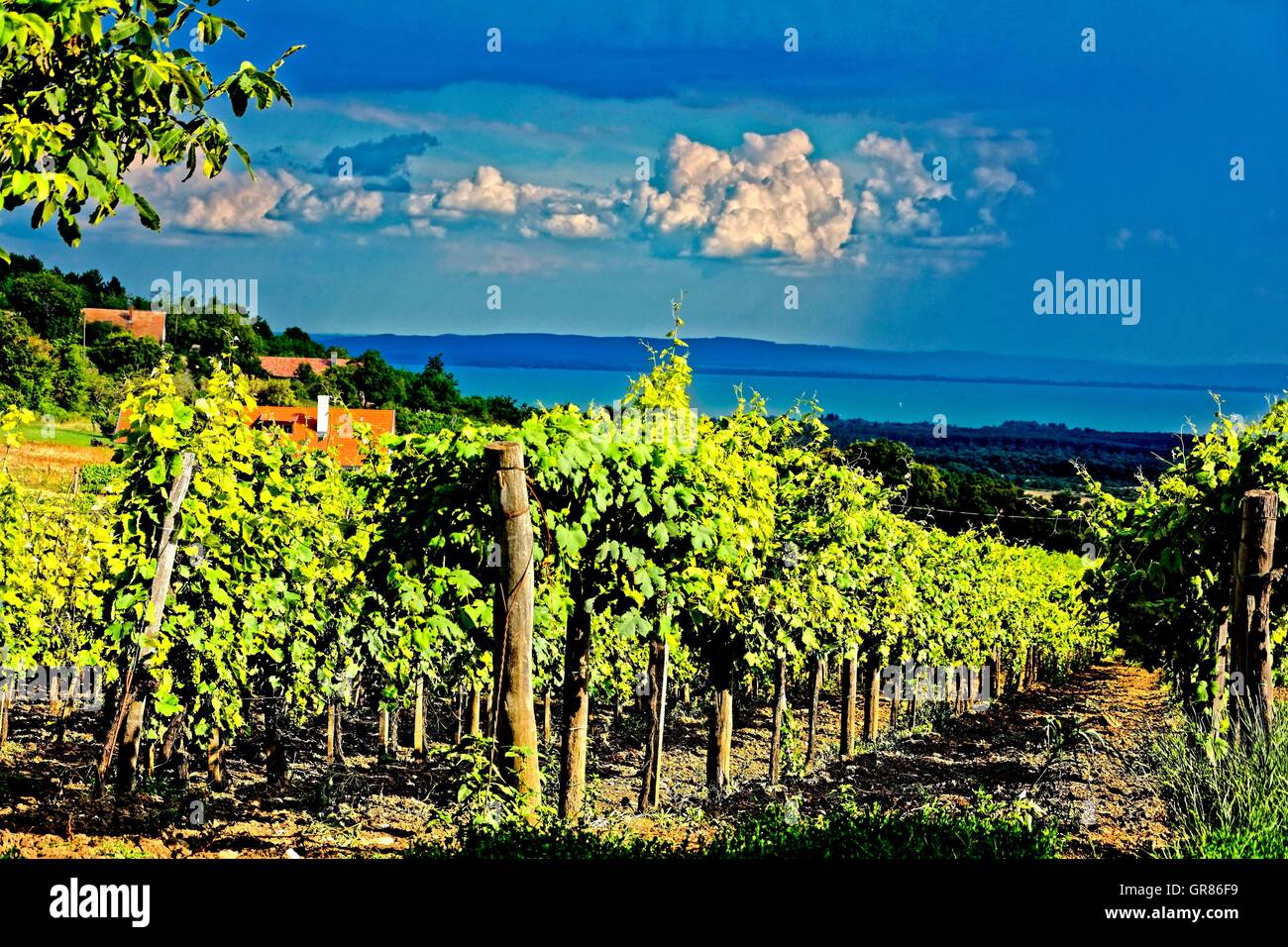 Gewitterstimmung Übern Weingegend Balaton bei Balatoncsicsó Stockfoto