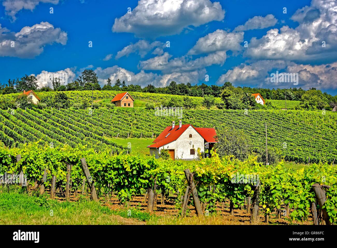 Balaton-Weinregion mit Presse-Häuser Stockfoto
