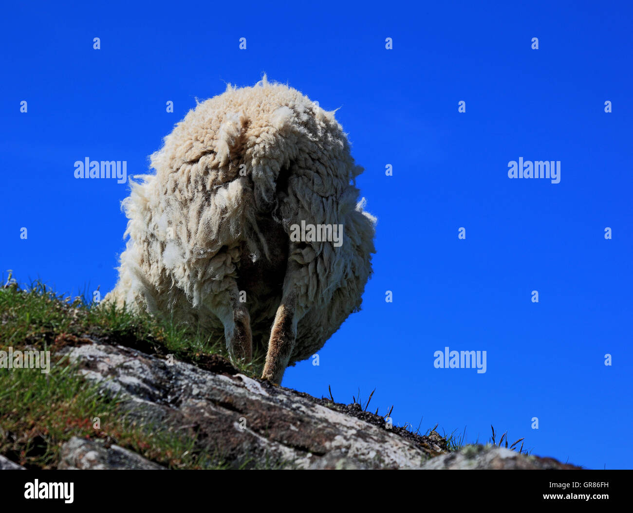 Schafe von hinten blickt auf felsigem Untergrund für Futtermittel Stockfoto
