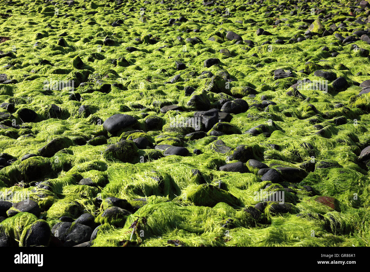 Schottland, die Inneren Hebriden, Isle Of Skye, Duirinish Halbinsel im Coral Beach mit Claigan, steinigen Untergrund mit Grün bedeckt eine Stockfoto