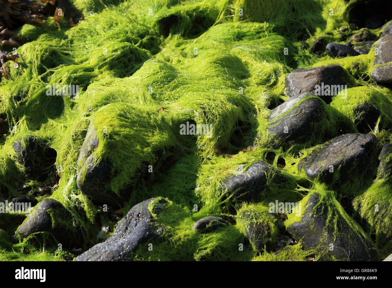 Schottland, die Inneren Hebriden, Isle Of Skye, Duirinish Halbinsel im Coral Beach mit Claigan, steinigen Untergrund mit Grün bedeckt eine Stockfoto