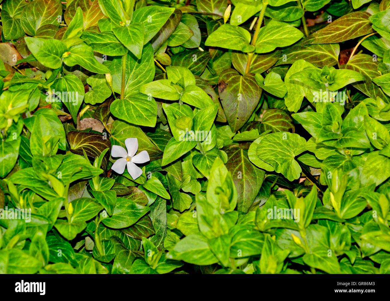 Weisses große Immergrün, Vinca Major, inmitten von grünen Laub Stockfoto
