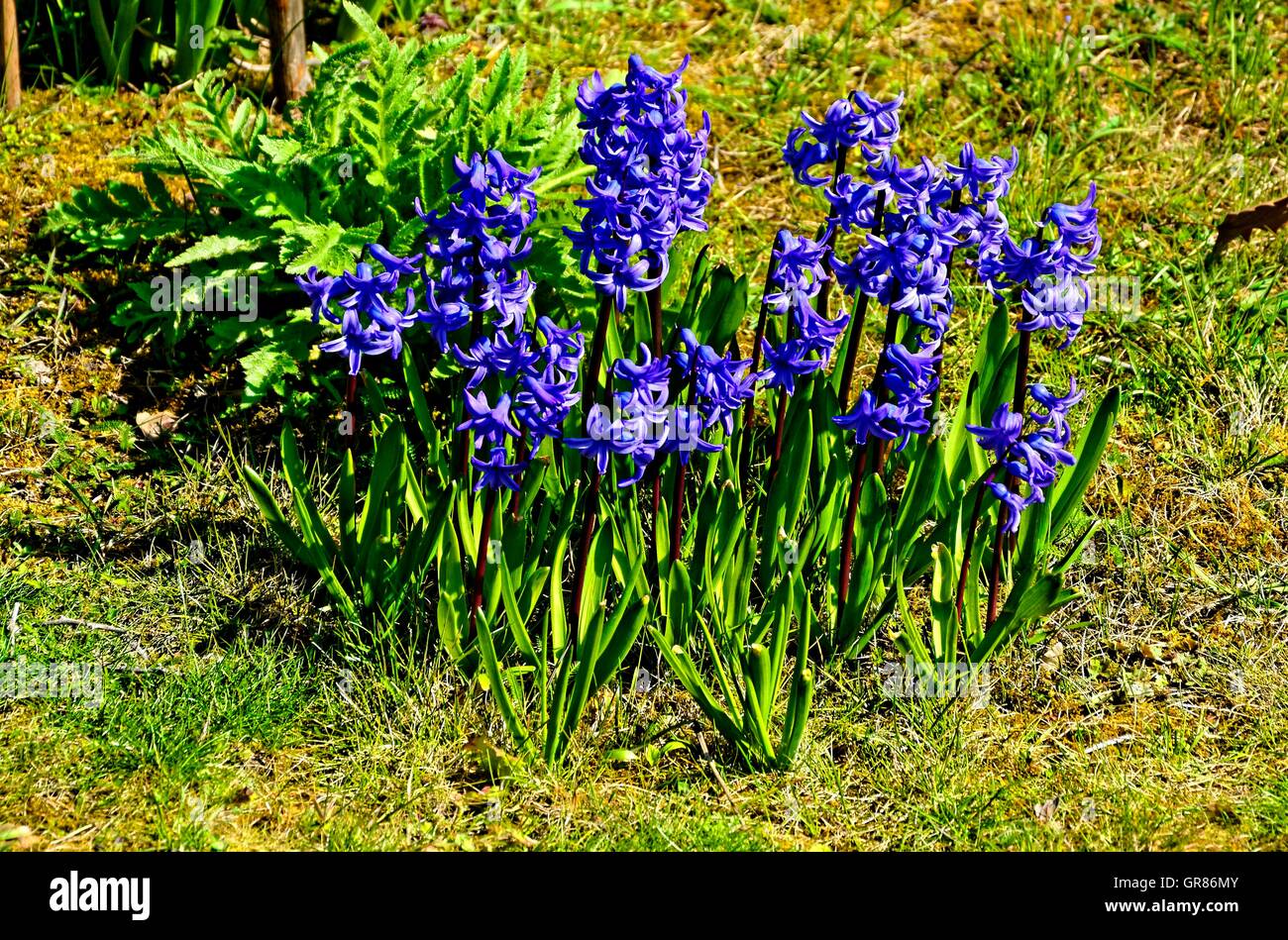 Blume mit Blüte blau Hyazinthen, Hyacinthus, Stockfoto