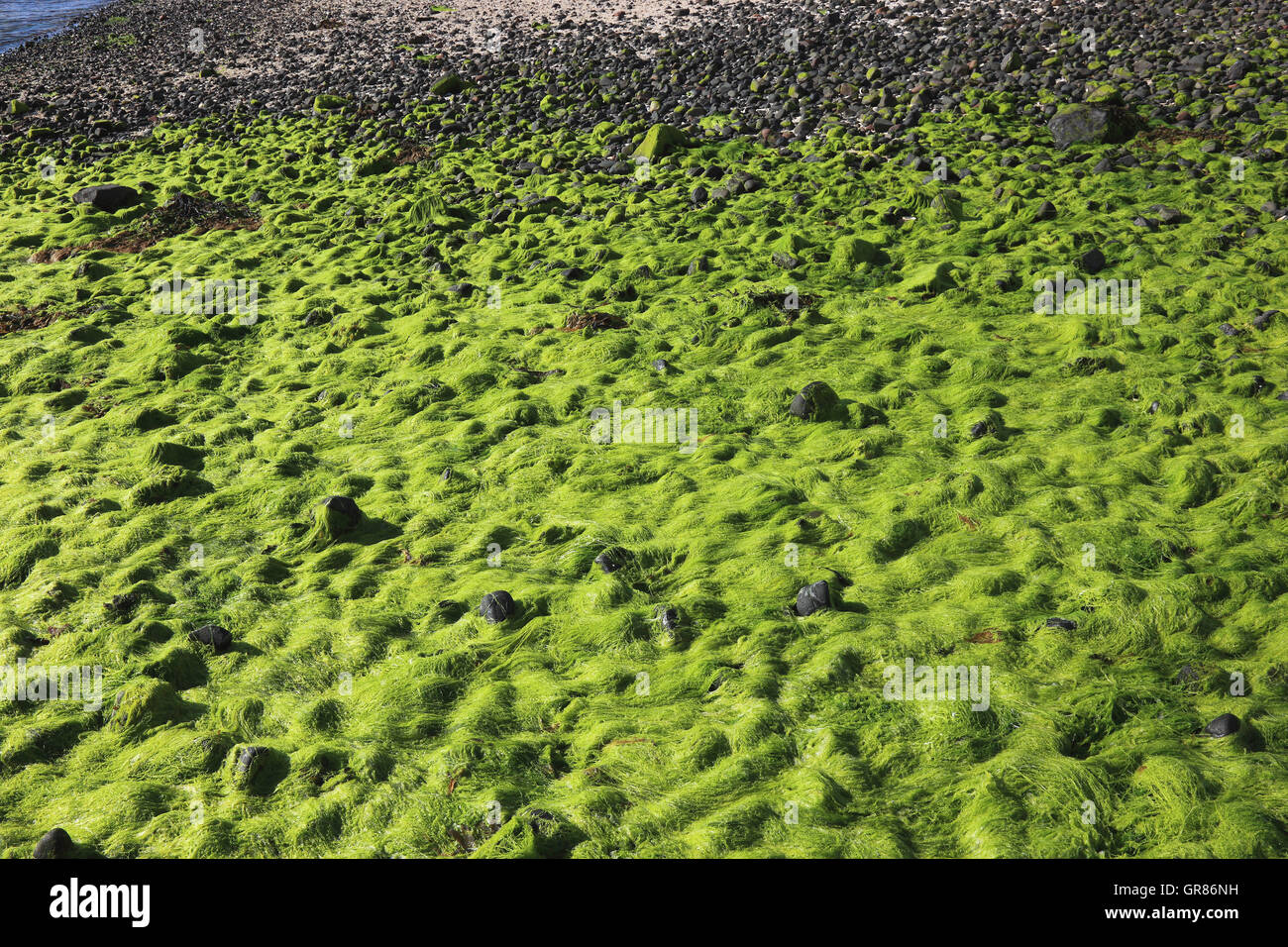 Schottland, die Inneren Hebriden, Isle of Skye, Duirinish Halbinsel Küste im Coral Beach mit Claigan bedeckt mit grünen Algen und Stockfoto