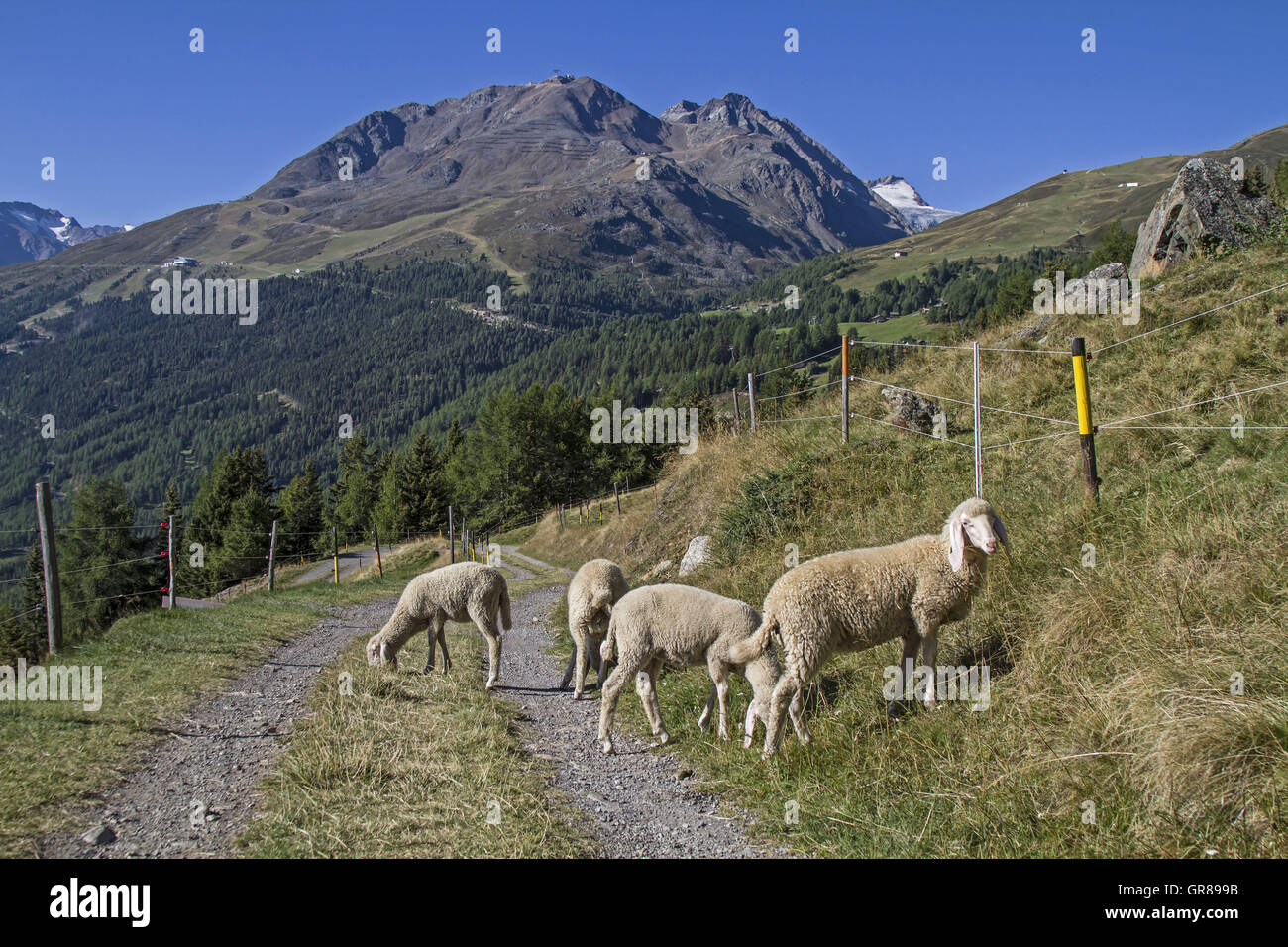 Schafherde In der im Ötztal In Tirol bei Leiterbergalm Stockfoto