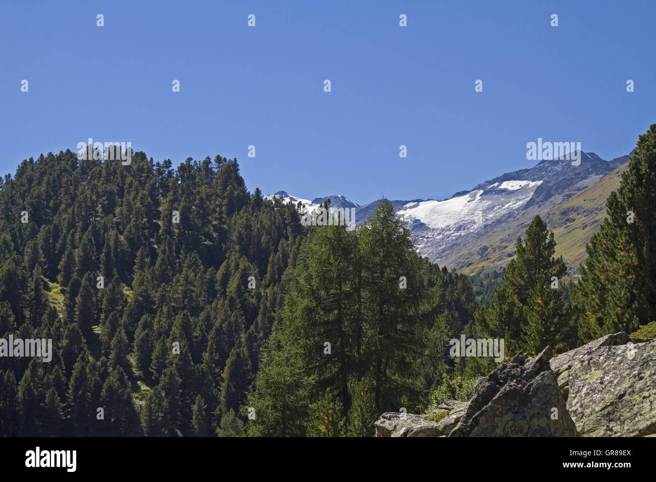 Alten Pinien am Ende des Ötz Valley Stockfoto