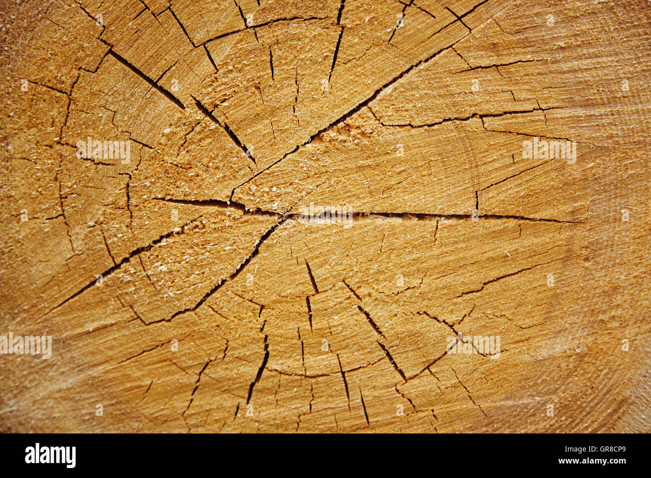 Baumstamm mit Jahresringen als Hintergrund Stockfoto