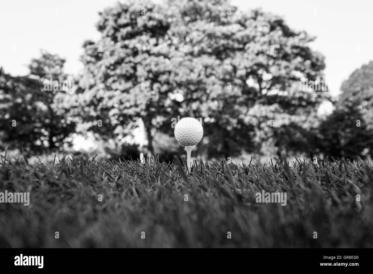 Monochromes Bild eines Golfballs saß am Abschlag mit Grass Details und Baum in der Ferne Stockfoto