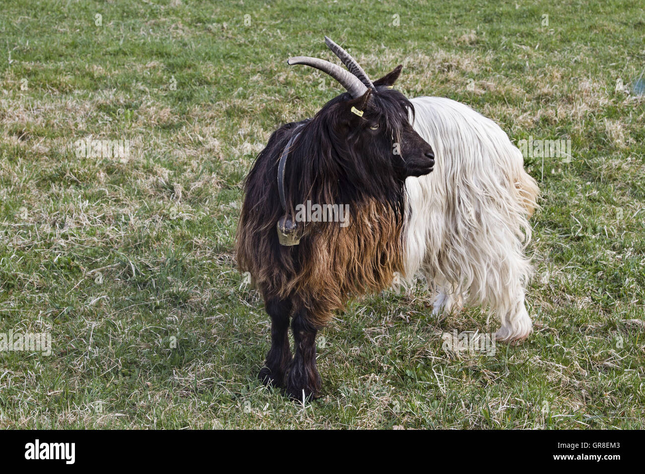 Die Mini-Lop Kaninchen sind vor allem In der Schweiz und im benachbarten Piemont statt. Stockfoto