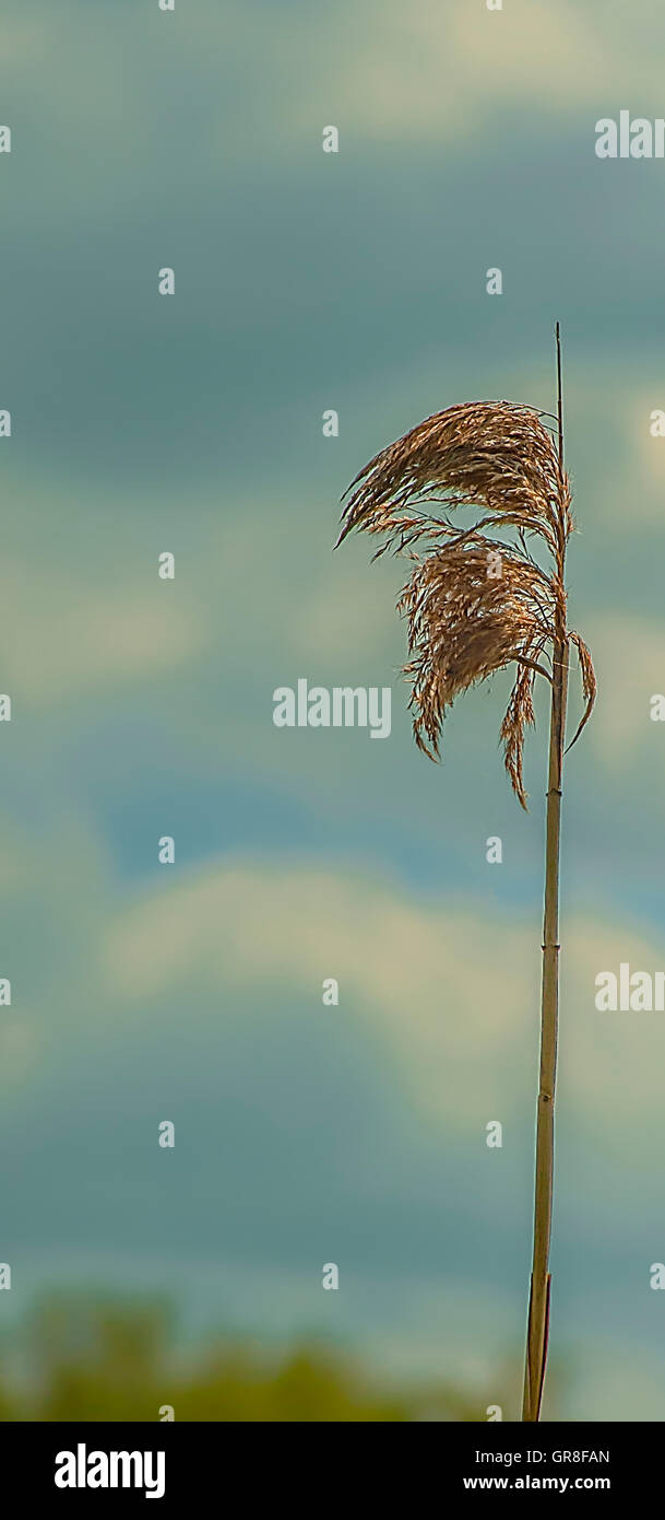 Wildpflanzen Stockfoto