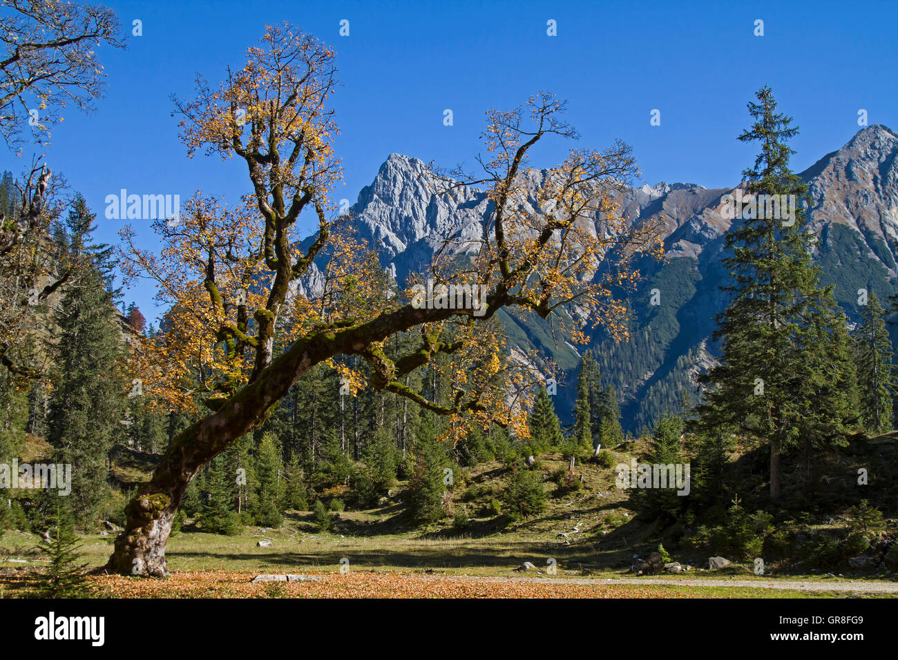 Bizarr vergilbte Ahornbaum mit den Gipfeln der Falk-Gruppe im Karwendelgebirge Stockfoto