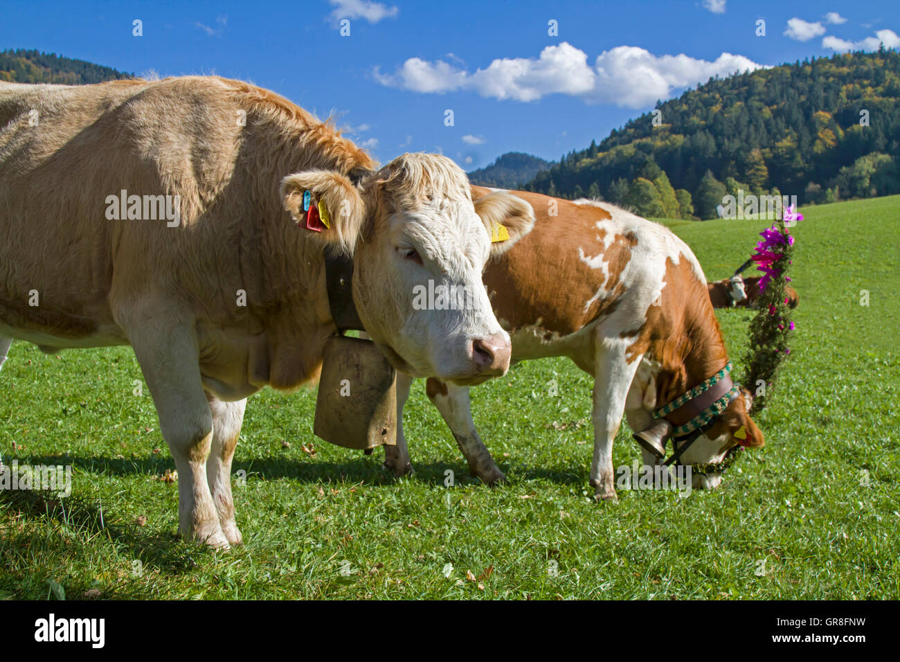 Im Herbst werden das Vieh festlich ins Tal getrieben dekoriert werden Stockfoto