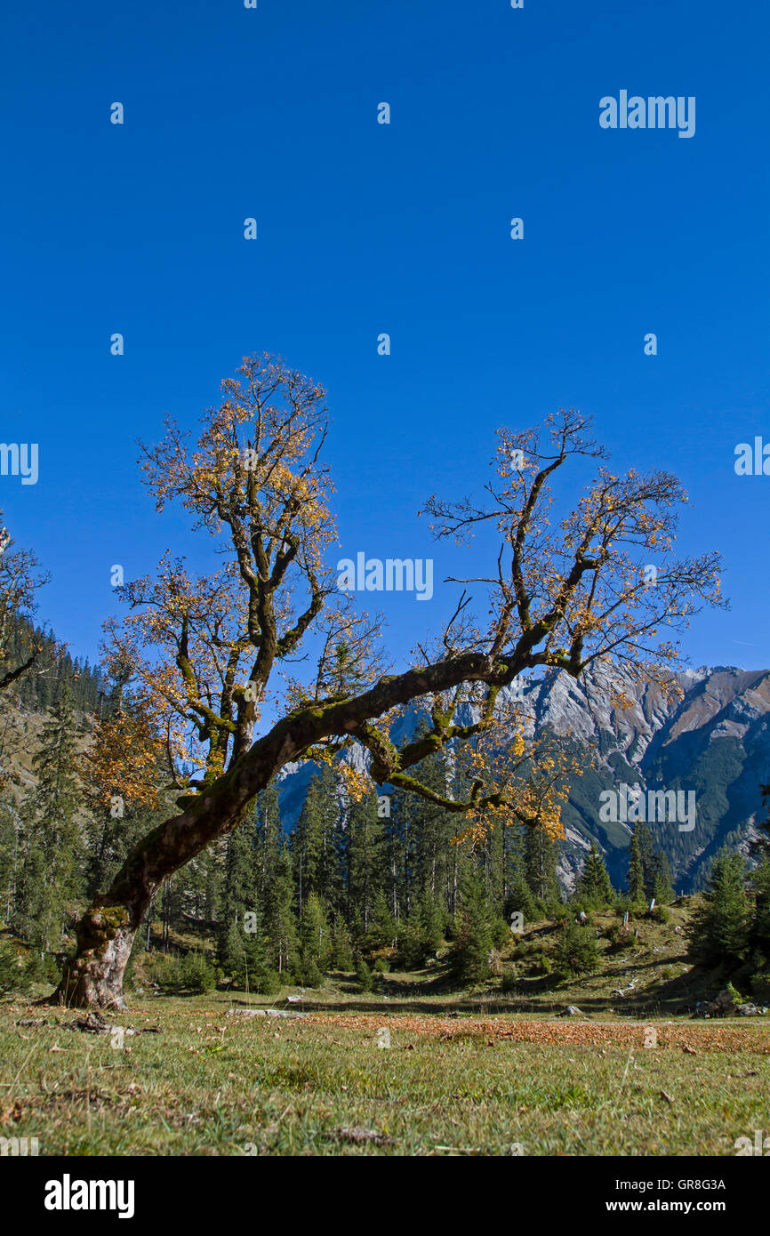 Bizarr vergilbte Ahornbaum mit den Gipfeln der Falk-Gruppe im Karwendelgebirge Stockfoto