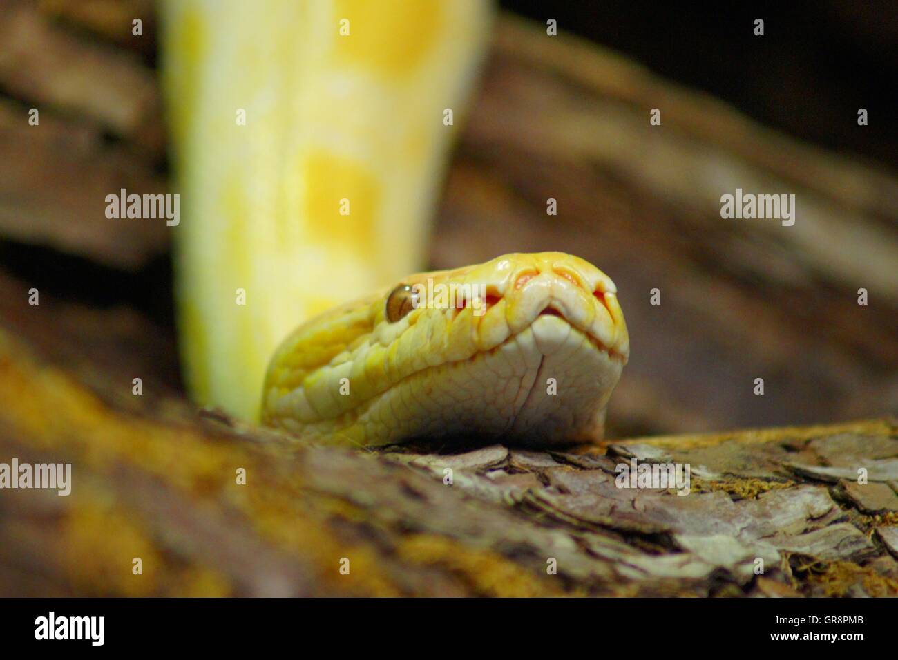 Albino-Python Stockfoto