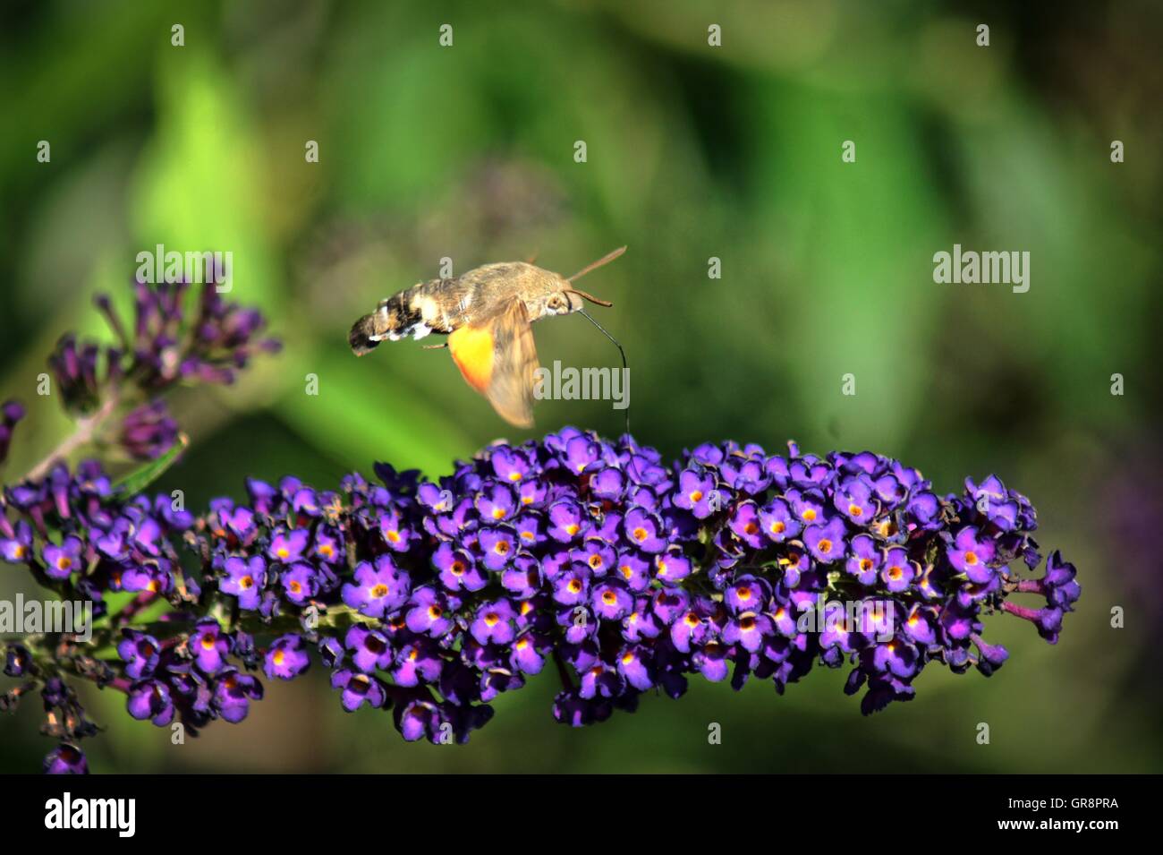 Kolibri Hawkmoth Macroglossum Stellatarum über Schmetterlingsstrauch Stockfoto