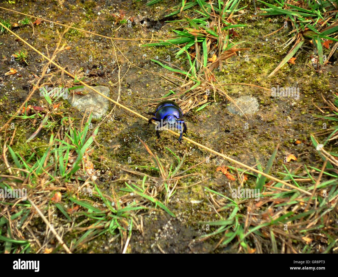 Dung Beetle Anoplotrupes Stercorosus Stockfoto