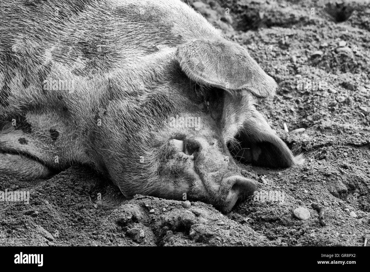 Bentheimer Schweine Portrait In schwarz / weiß Stockfoto