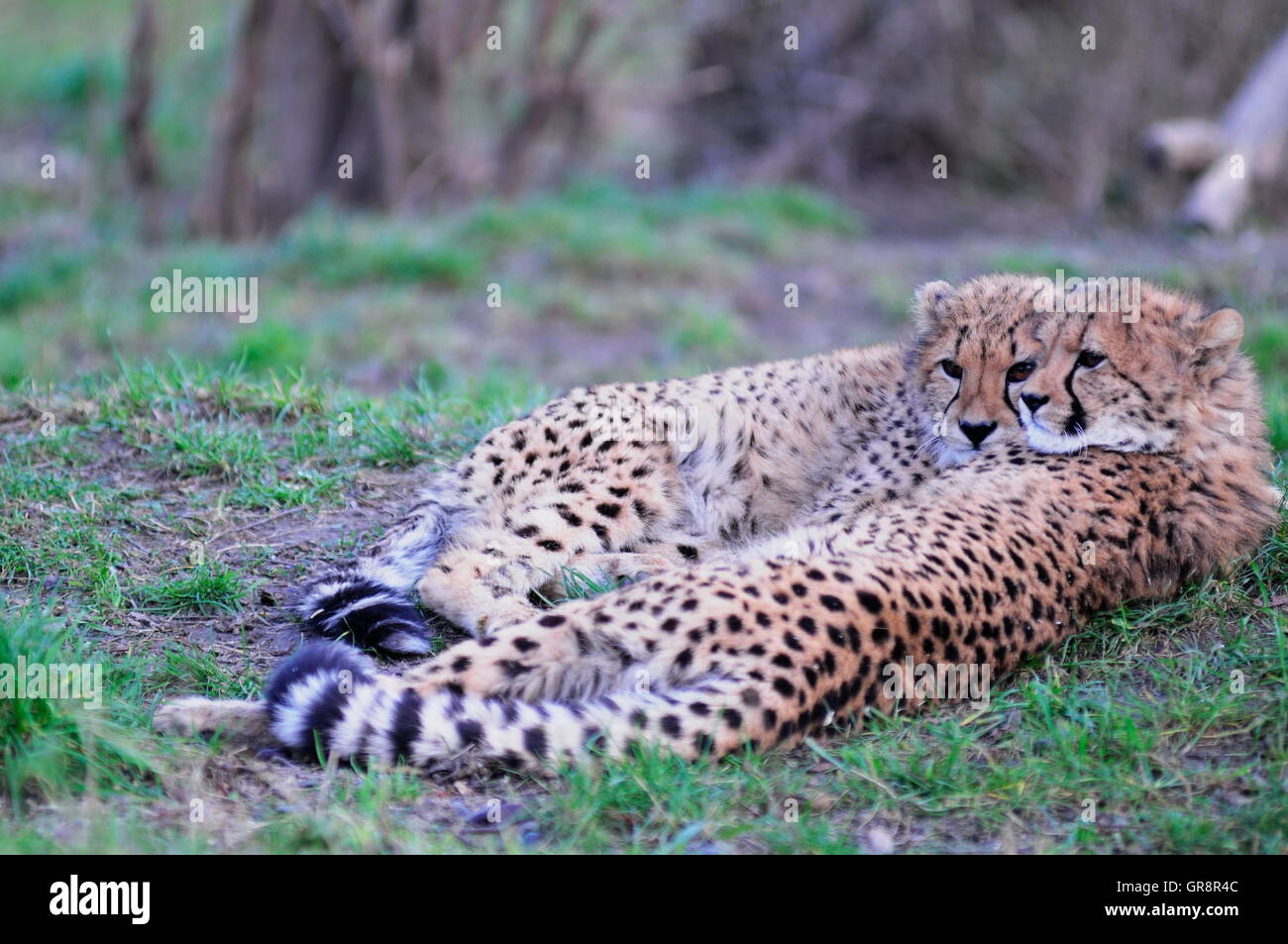 Junge Geparden im Zoo Schönbrunn Stockfoto