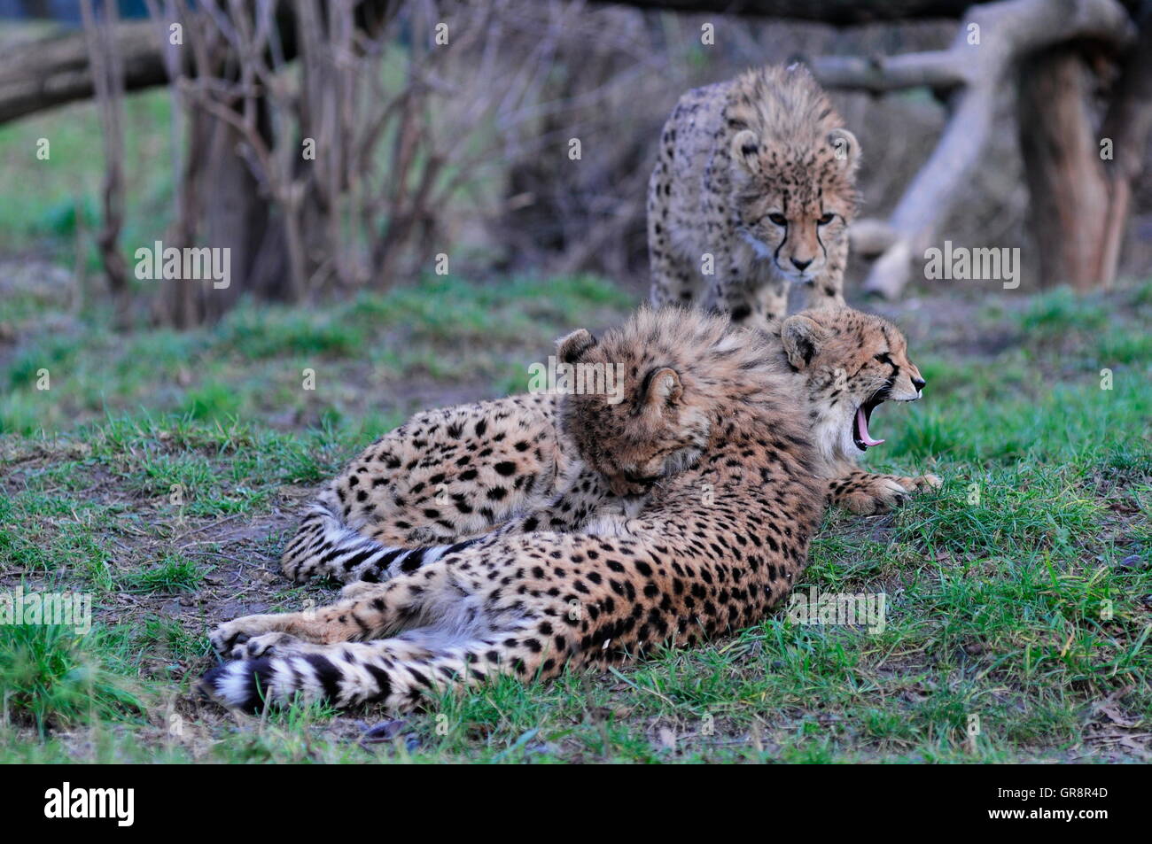 Junge Geparden im Zoo Schönbrunn Stockfoto