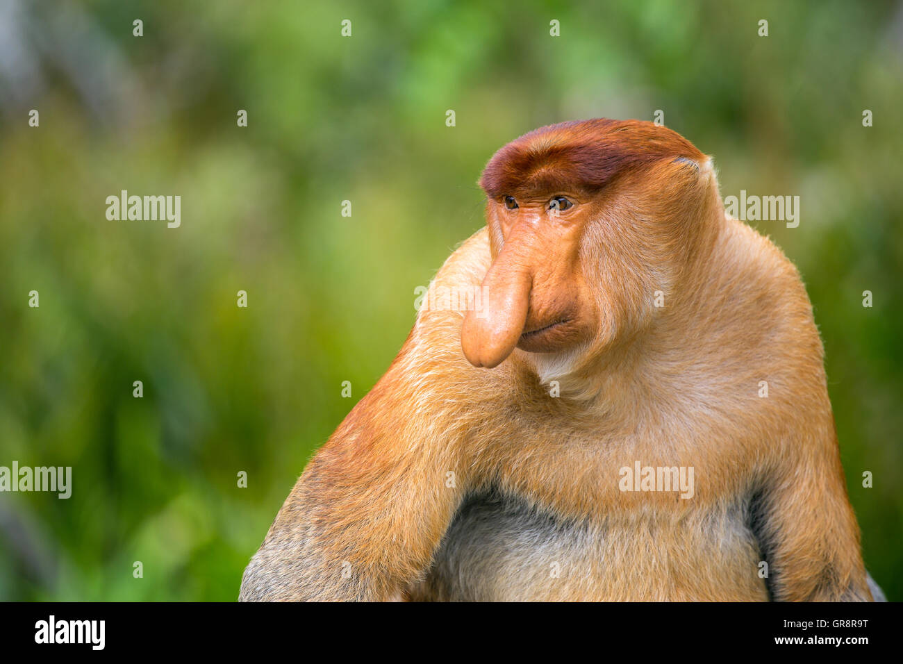 Proboscis Monkey (Nasalis Larvatus) von Borneo endemisch.  Männliche Porträt mit einer großen Nase. Stockfoto
