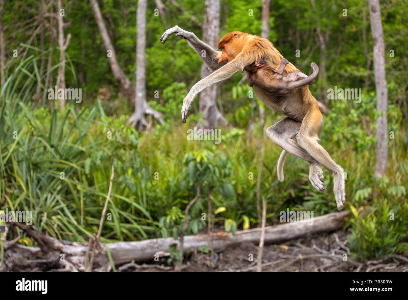 Proboscis Monkey (Nasalis Larvatus) von Borneo endemisch. Frau mit einem Baby von Baum zu Baum springen Stockfoto