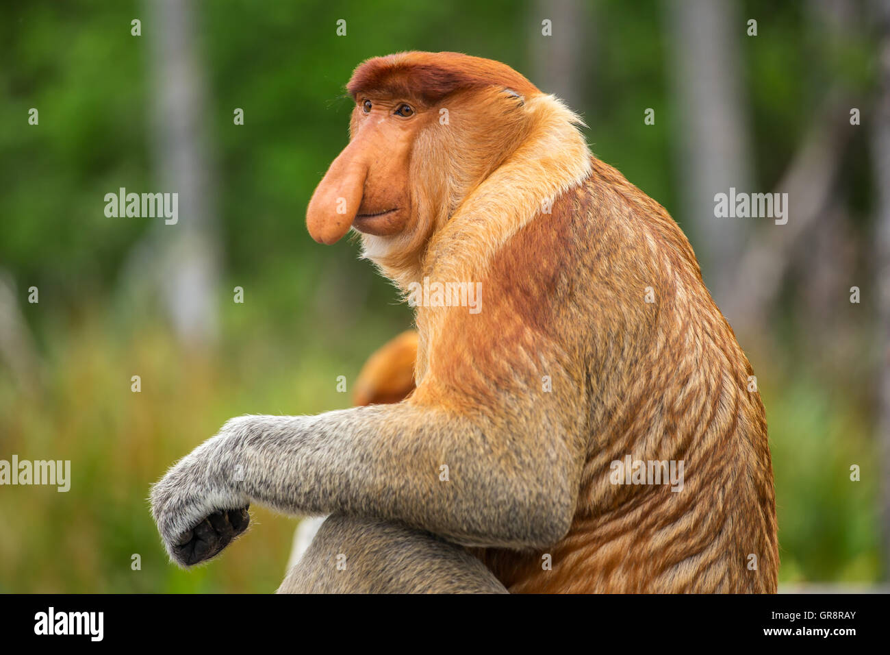 Proboscis Monkey (Nasalis Larvatus) von Borneo endemisch.  Männliche Porträt mit einer großen Nase. Stockfoto