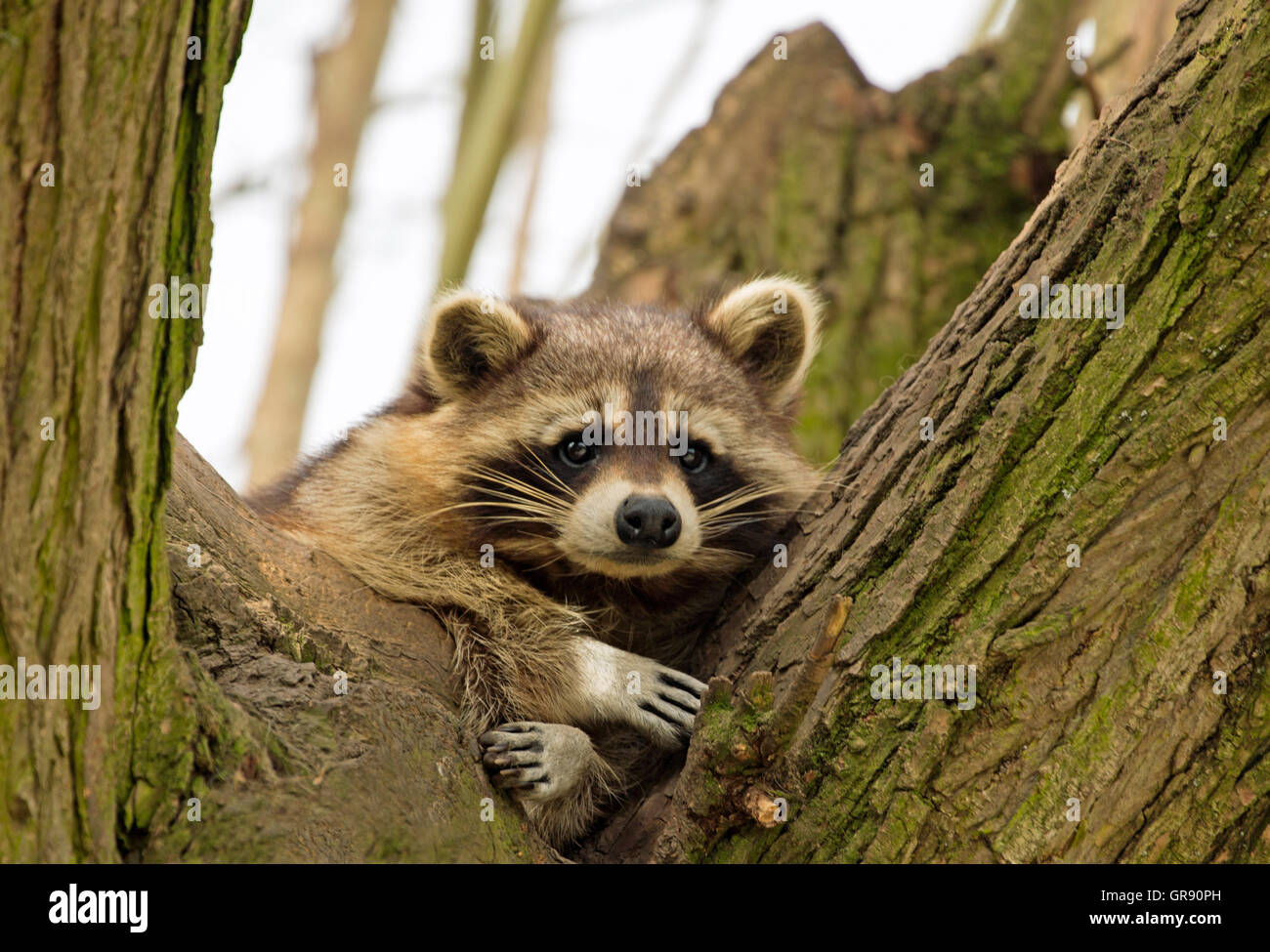 Waschbär, Procyon Lotor, Zoo Hof Stockfoto
