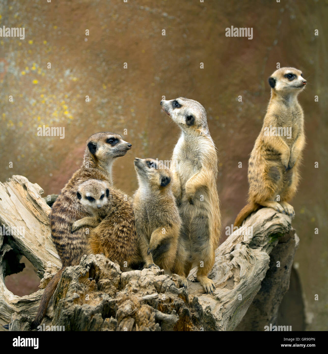 Erdmännchen, Suricata Suricatta Zoo Hof Stockfoto
