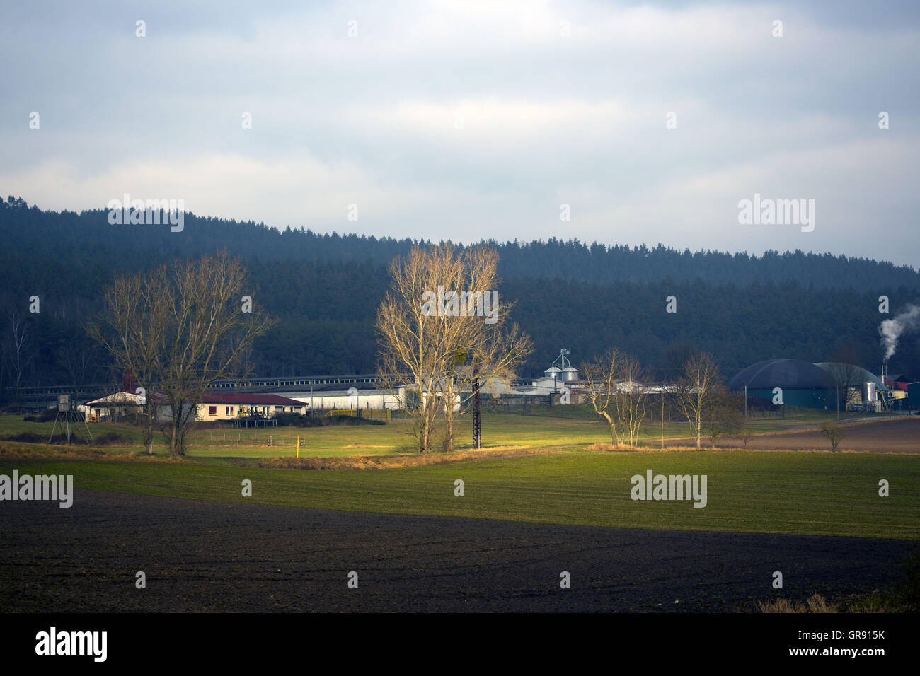 Einzigen Baum ist von der Sonne beschienen. Stockfoto