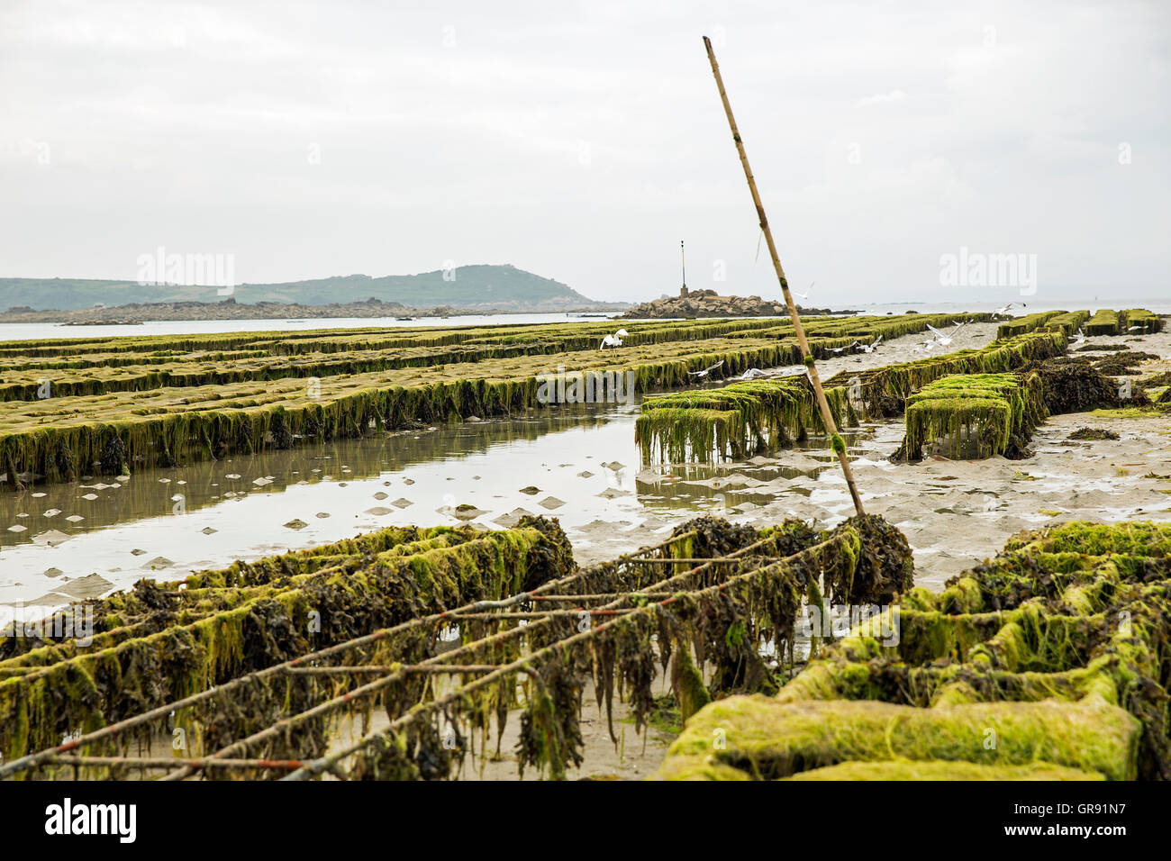 Austernbänke an Saint-Sauvier bei Ebbe, Bretagne, Frankreich Stockfoto