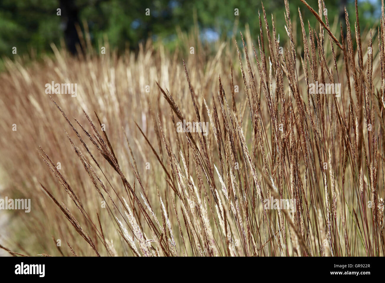 Closeup braunen Gras Stockfoto