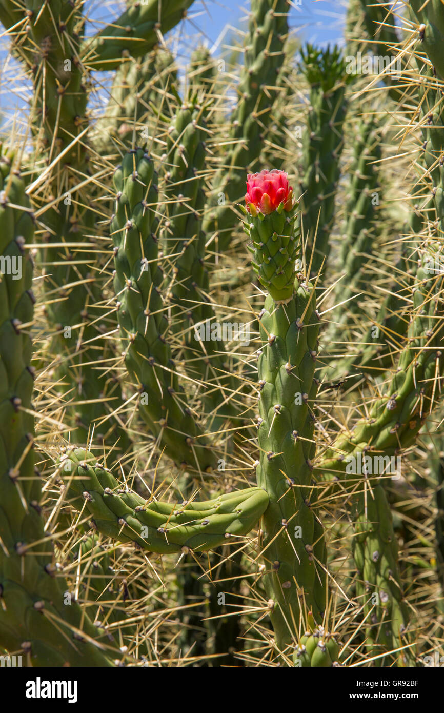 Groen Kaktus mit einer roten Blume, Portugal Stockfotografie - Alamy