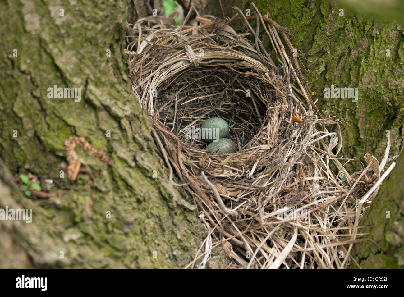 S Vogelnest In einem Baum mit zwei Eiern Stockfoto