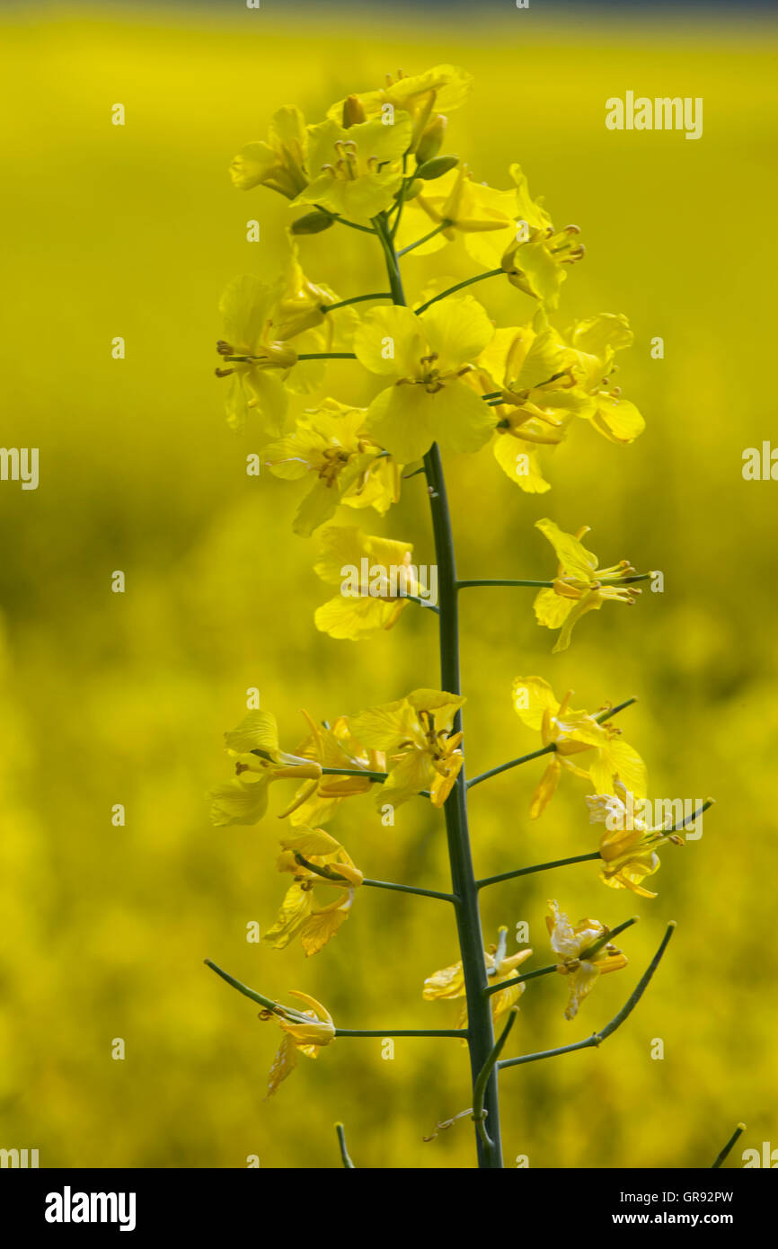Rapsblüte vor gelbem Hintergrund isoliert Stockfoto
