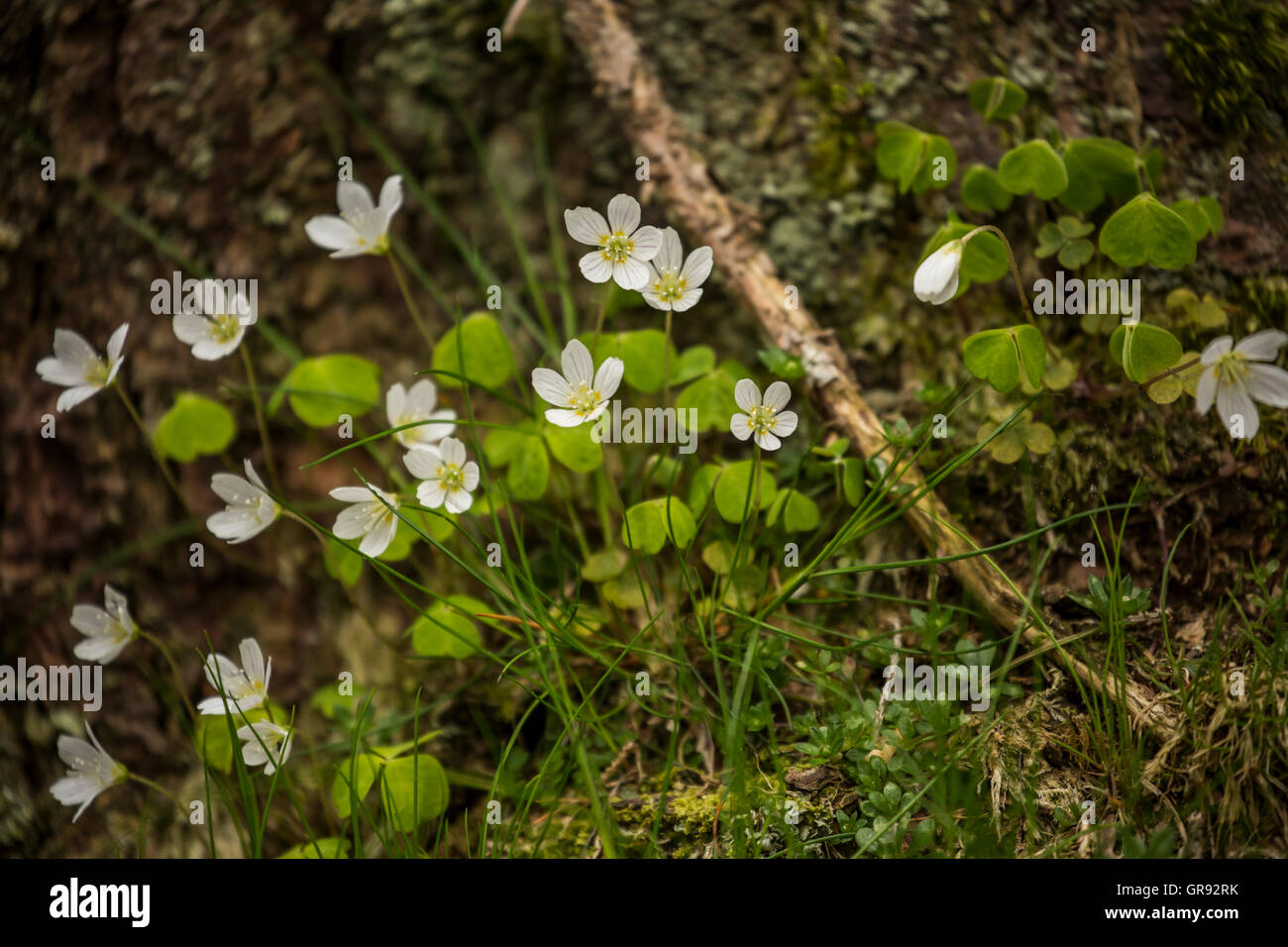 Blühende Sauerklee, Oxalis Acetosella Stockfoto