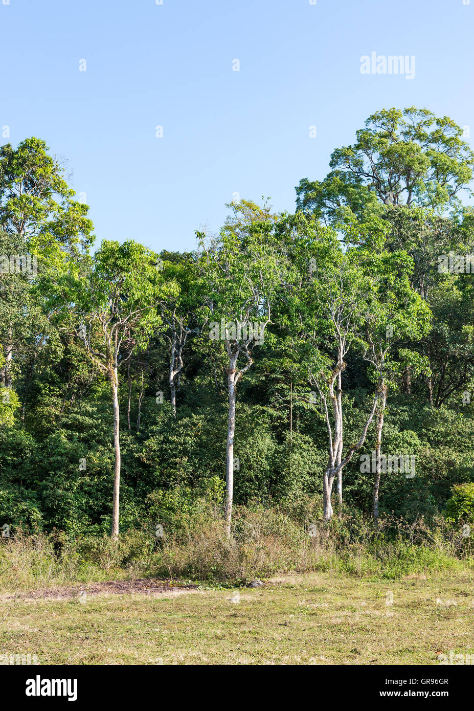 Die tropischen Waldrand in der Nähe von dem Campingplatz im Nationalpark. Stockfoto