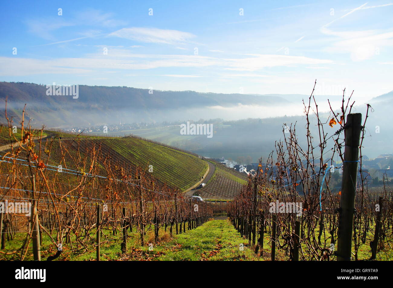 Nebel im späten Herbst über Wolf und Kröv, Weinberge im Vordergrund Stockfoto