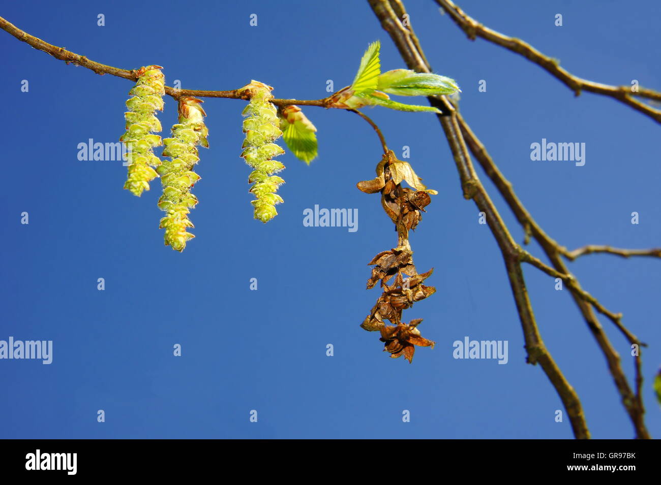Leuchtend gelben Blüten auf Hainbuche Zweig Makro im Frühjahr Stockfoto