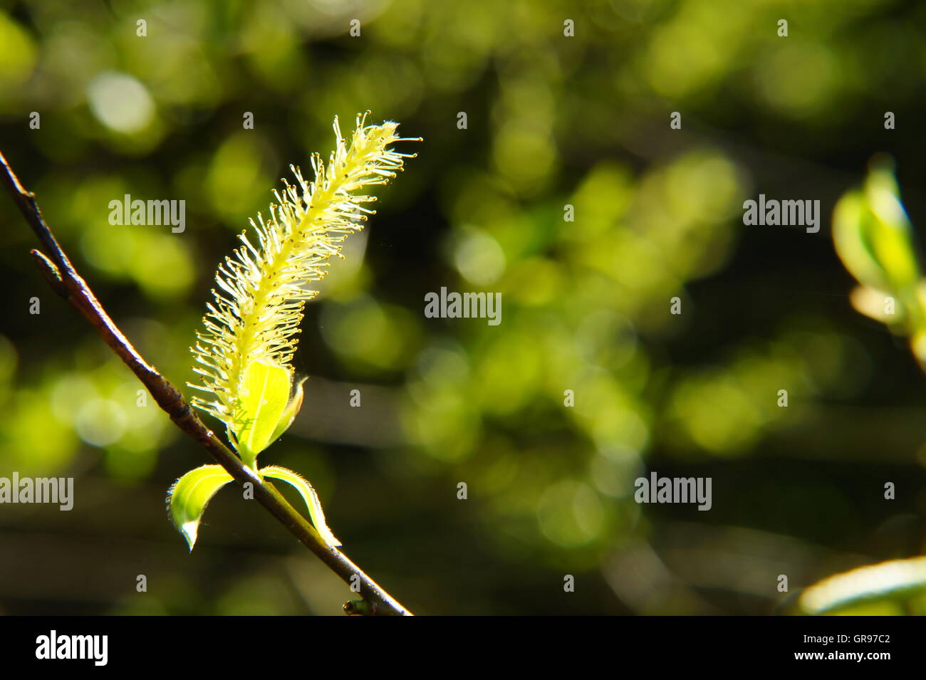 Gelbe Blume Crack Willow Makros im Frühjahr Stockfoto