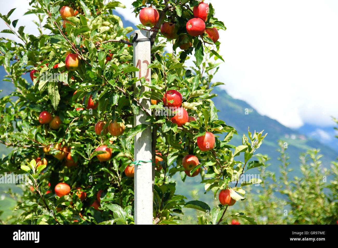 Reifen Sie roten Südtiroler Äpfel auf dem Baum Stockfoto