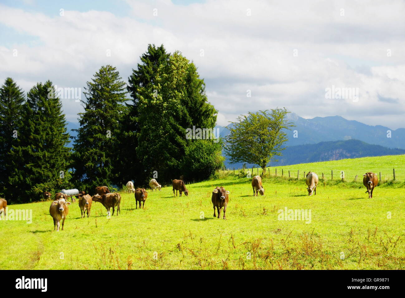 Kuh-Herde auf einer Weide in der Nähe von Pfronten im Allgäu Stockfoto