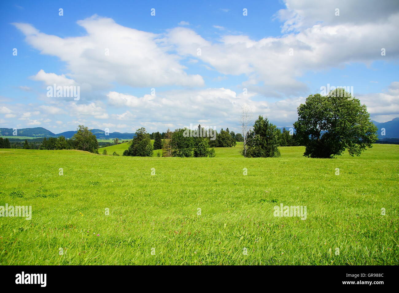 Grüne Landschaft in der Nähe von Pfronten im Allgäu im Sommer Stockfoto