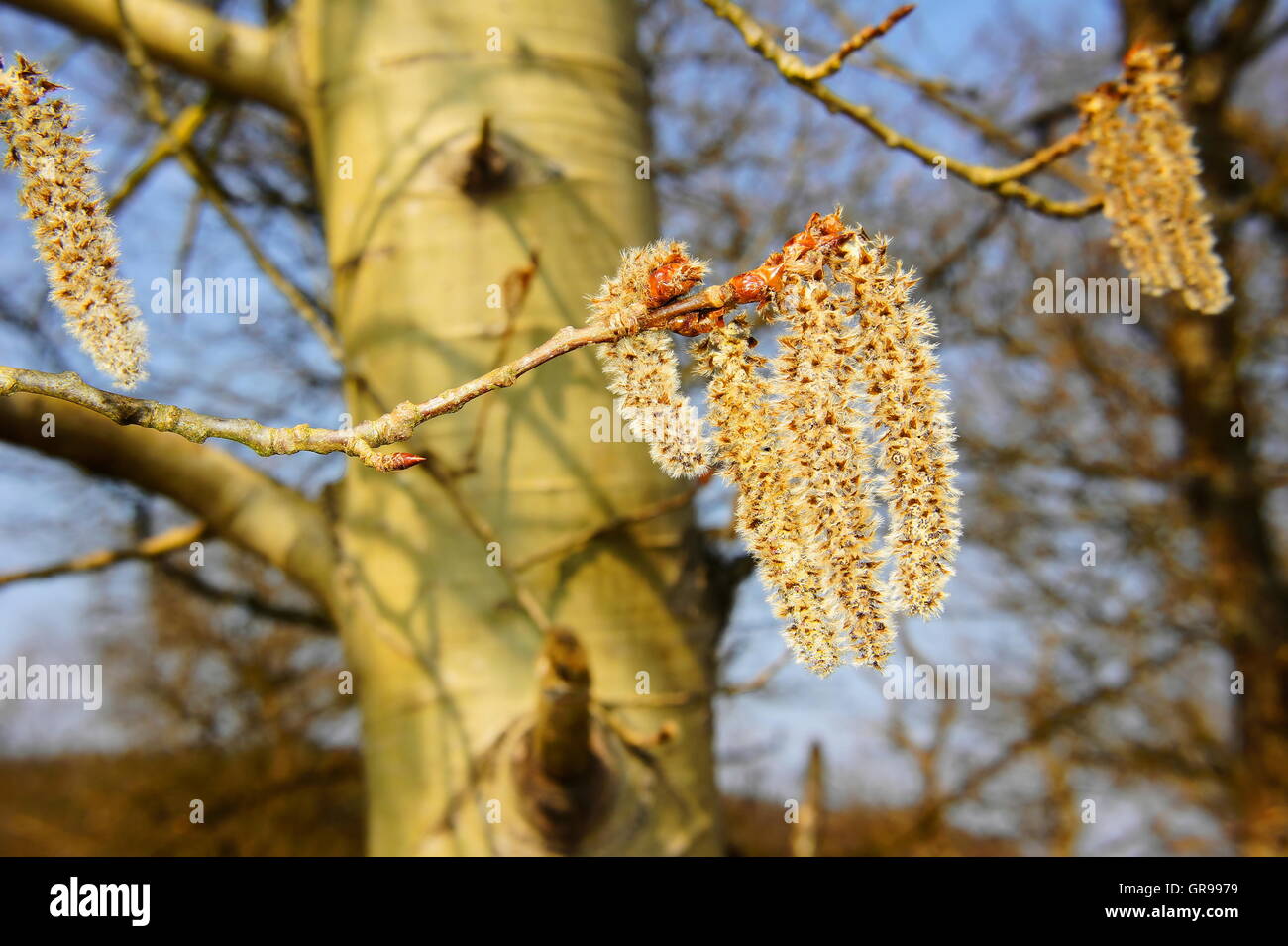 Aspen Blume Makro im Frühling Stockfoto